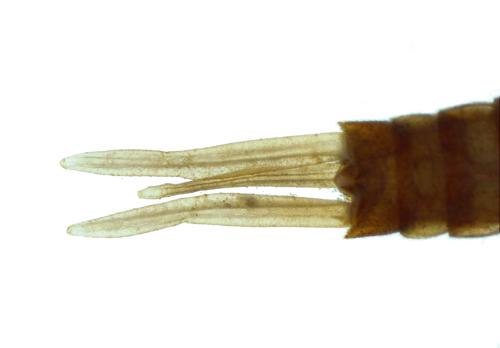 Broadwinged Damselfly Nymph